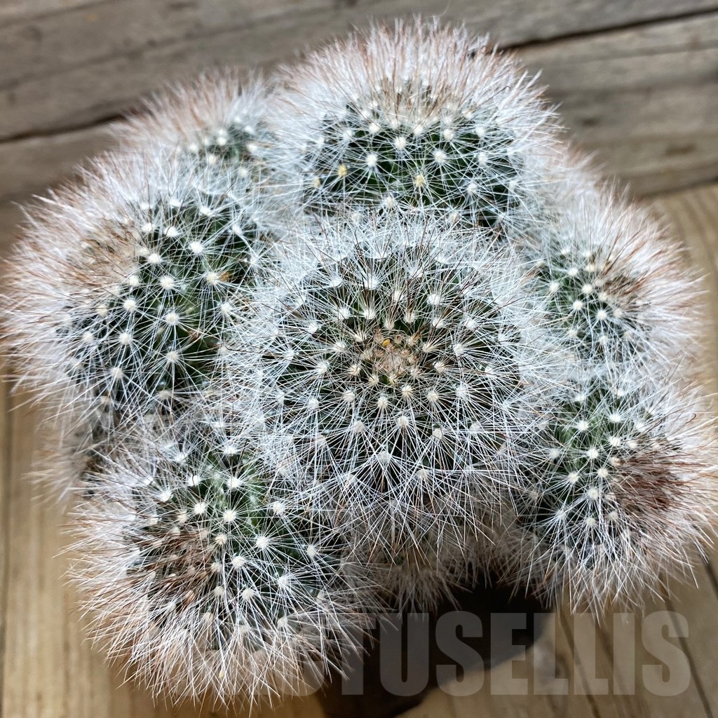 SH21073 Mammillaria schwarzii, 10 years old