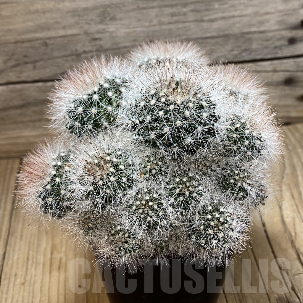 SH21073 Mammillaria schwarzii, 10 years old - Image 3