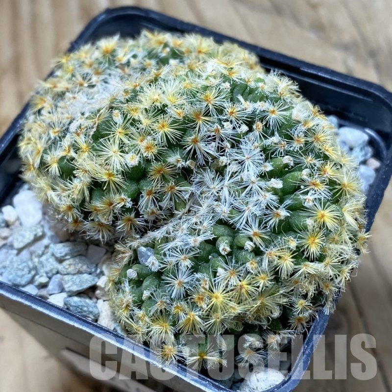 SH21014 Mammillaria schiedeana f. cristata