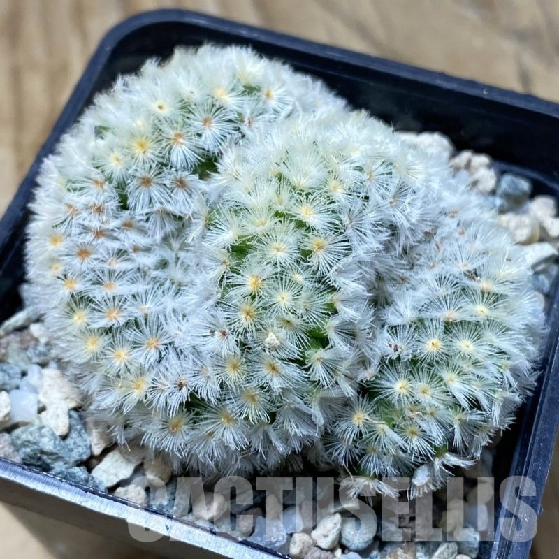 SH21015 Mammillaria carmenae f. cristata
