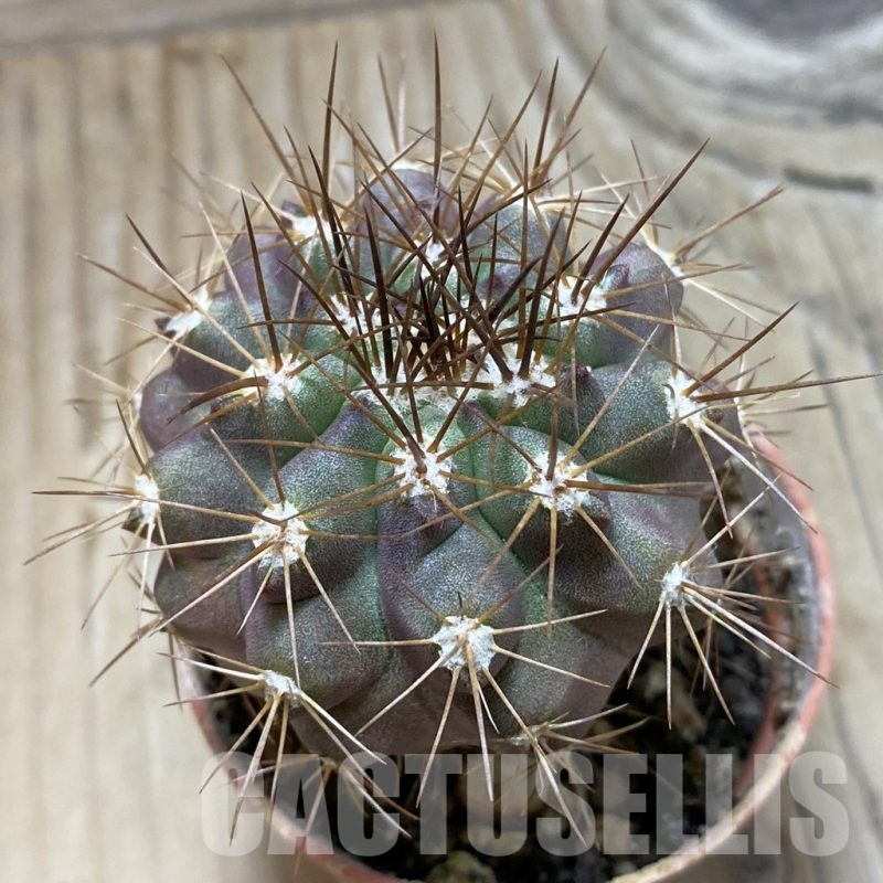 SH21016 Copiapoa grandiflora Sl-41c-24, grafted