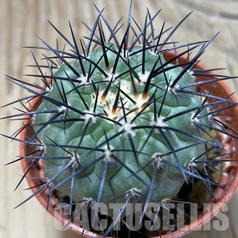 SH21017 Copiapoa calderana SL 19-24, grafted