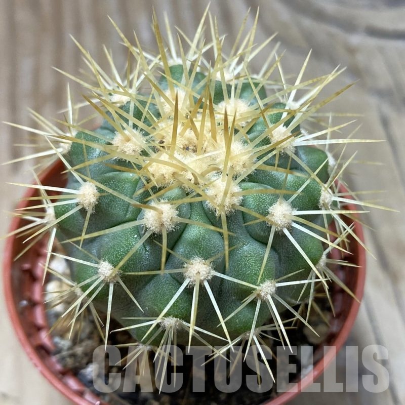 SH21018 Copiapoa gigantea SL 19-24, grafted