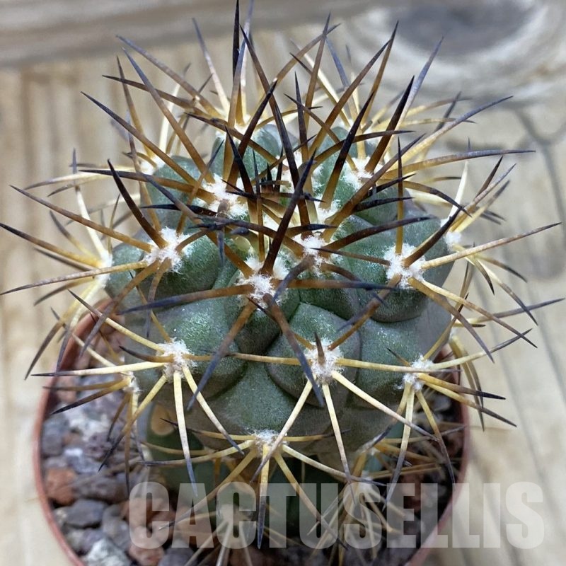 SH21019 Copiapoa schulziana SL 12-24, grafted