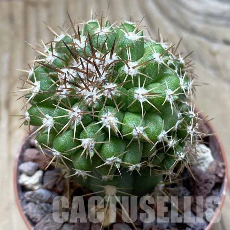 SH21020 Copiapoa cinerascens HR 1135, grafted