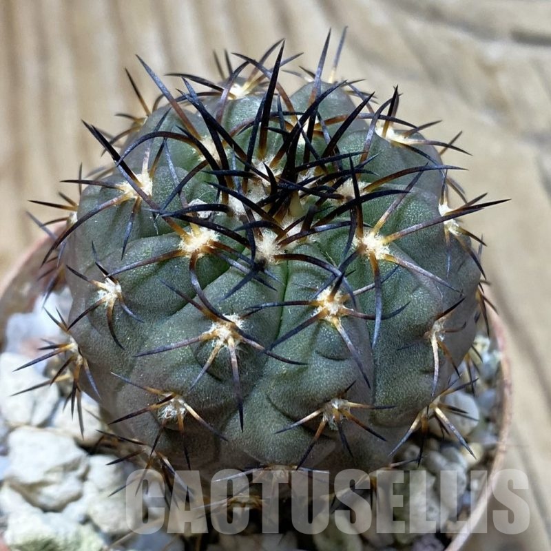 SH21021 Copiapoa calderana SL 19-24, grafted