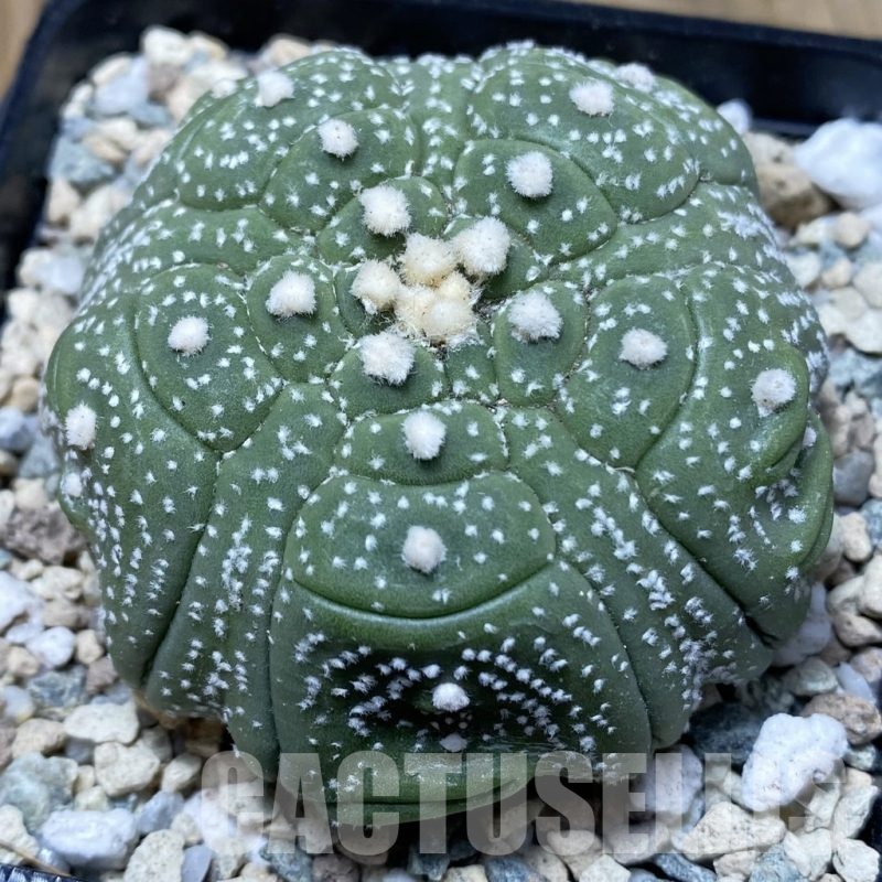 SH21007 Astrophytum asterias ‘Kikko’, 5-ribs