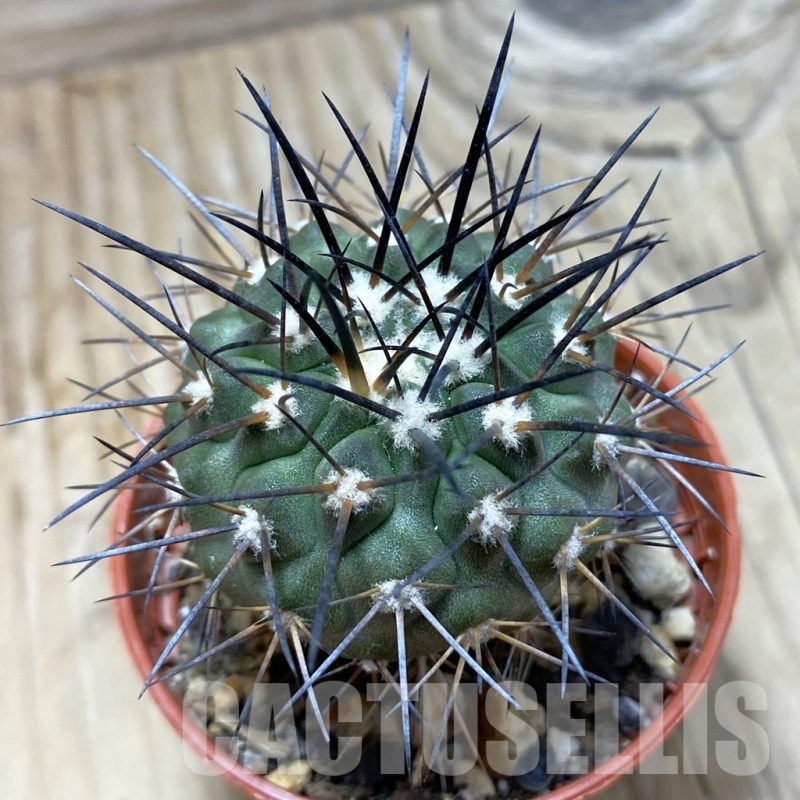 SH21022 Copiapoa calderana SL 51-24, grafted