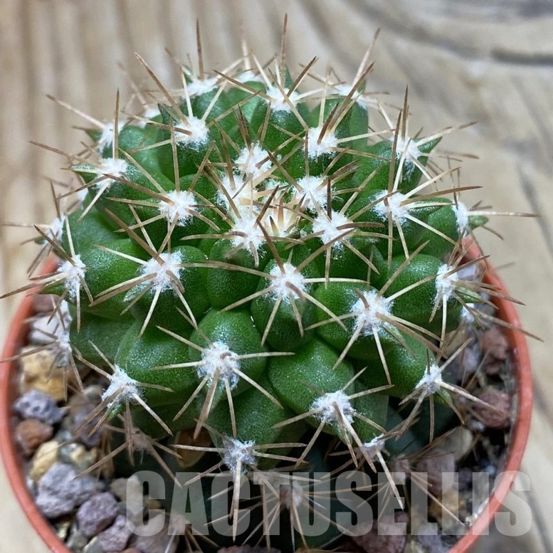 SH21023 Copiapoa cinerascens GH 2211, grafted