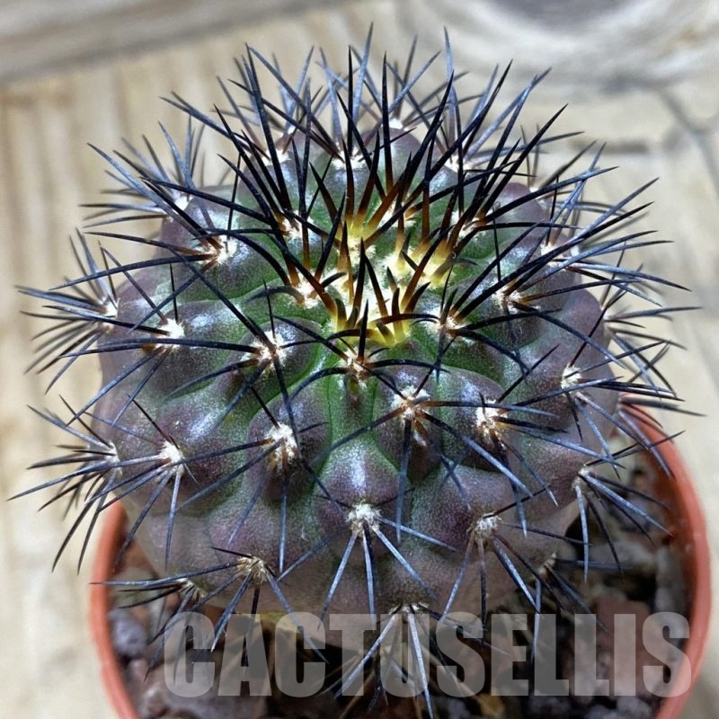 SH21025 Copiapoa longistaminea CGC 15303, grafted