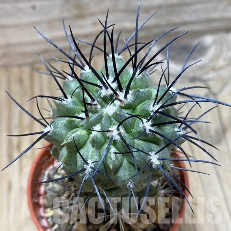 SH21026 Copiapoa dealbata v. carrizalensis GCG 15254b, grafted