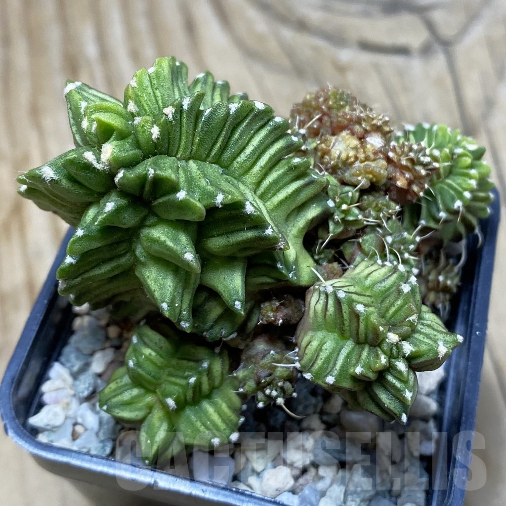SH21030 Gymnocalycium mihanovichii ‘Green Crocodile’