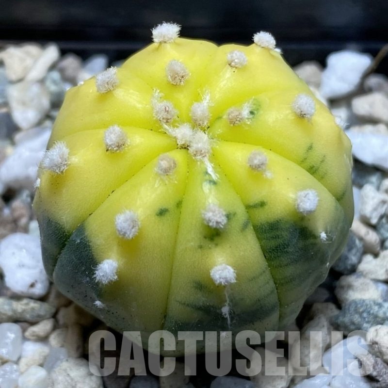 SH21031 Astrophytum asterias f. variegata