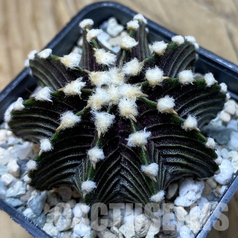 SH21034 Gymnocalycium friedrichii VOS1241