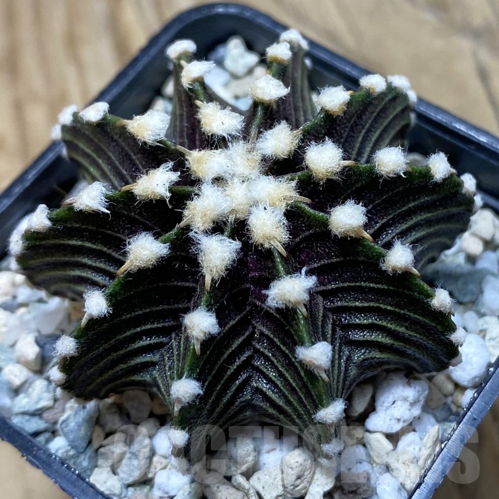 SH21034 Gymnocalycium friedrichii VOS1241