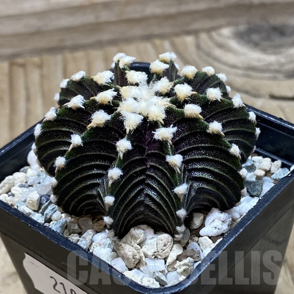 SH21034 Gymnocalycium friedrichii VOS1241 - Imagen 2