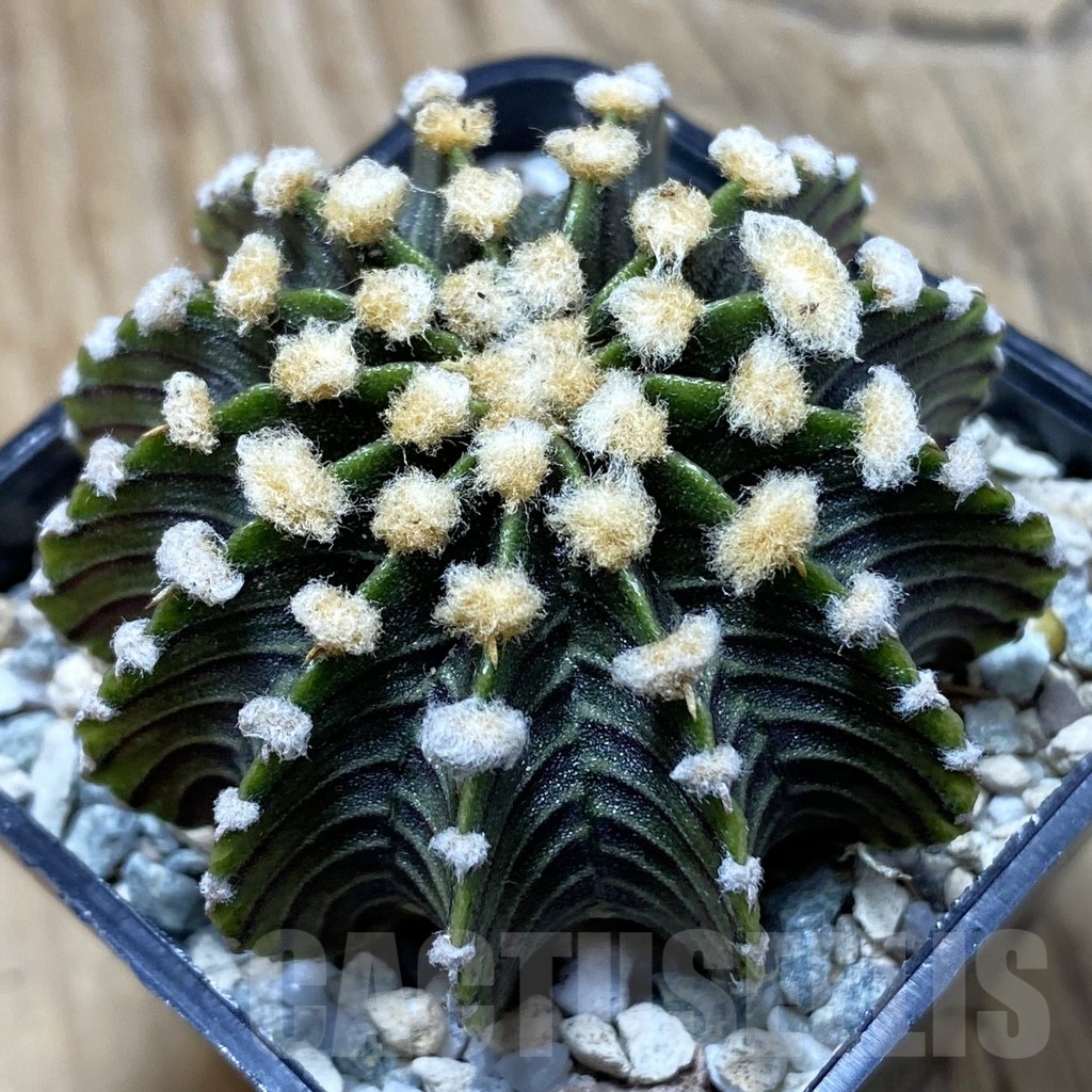SH21035 Gymnocalycium friedrichii LB2178
