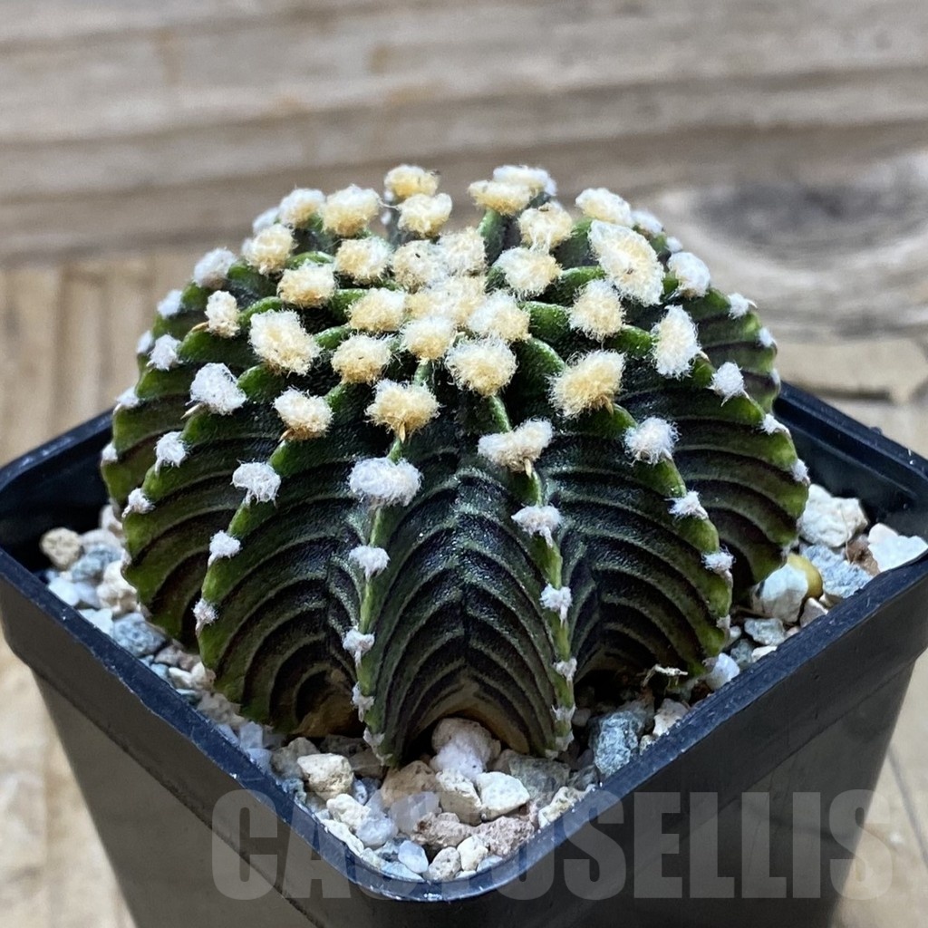 SH21035 Gymnocalycium friedrichii LB2178 - Imagen 2
