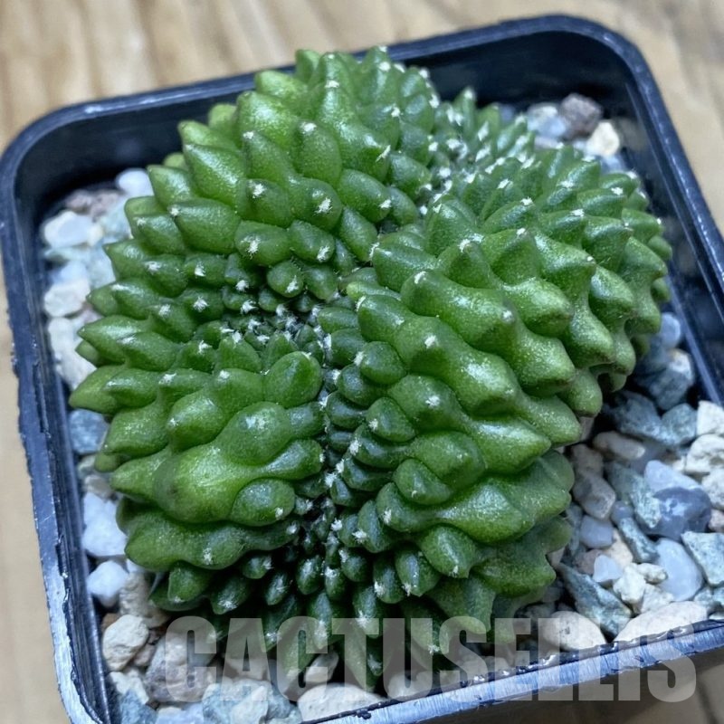 SH21036 Gymnocalycium mihanovichii ‘inermis’ f. cristata