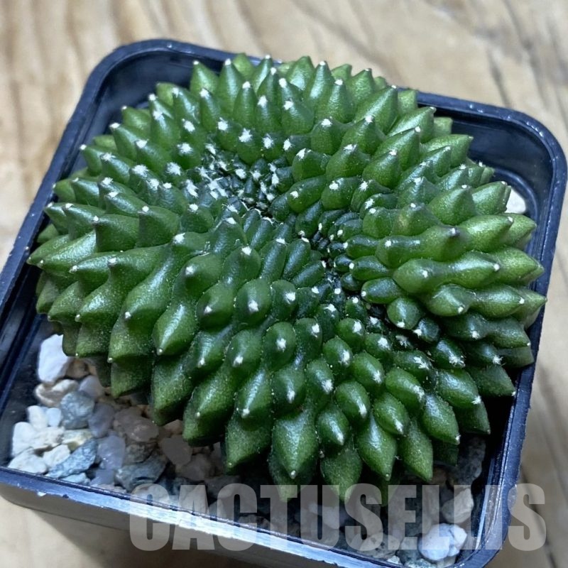 SH21037 Gymnocalycium mihanovichii ‘inermis’ f. cristata