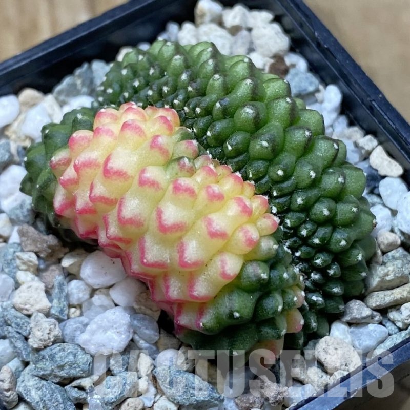 SH21038 Gymnocalycium mihanovichii ‘inermis’ f. variegata cristata
