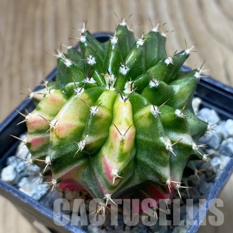 SH10634 Gymnocalycium mihanovichii variegata f. cristata