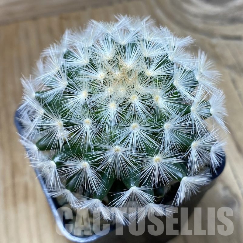 SH10325 Mammillaria carmenae ‘Buddha’ hybrid , seedling