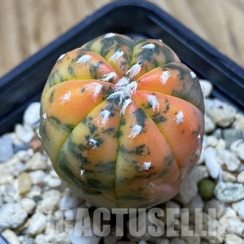 SH3745 Astrophytum asterias ‘Purple Skin Red’ f. variegata