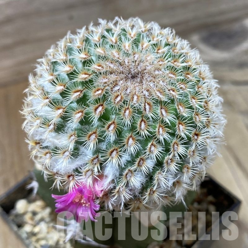 SH6300 Mammillaria huitzilopochtli, grafted