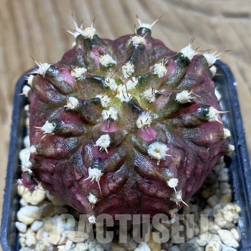 SH854 Gymnocalycium mihanovichii 'T-Rex', seedling