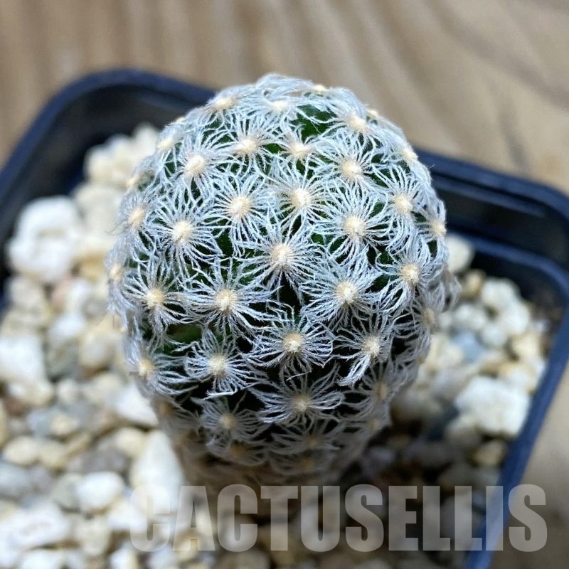 SH1468 Mammillaria theresae v. minima