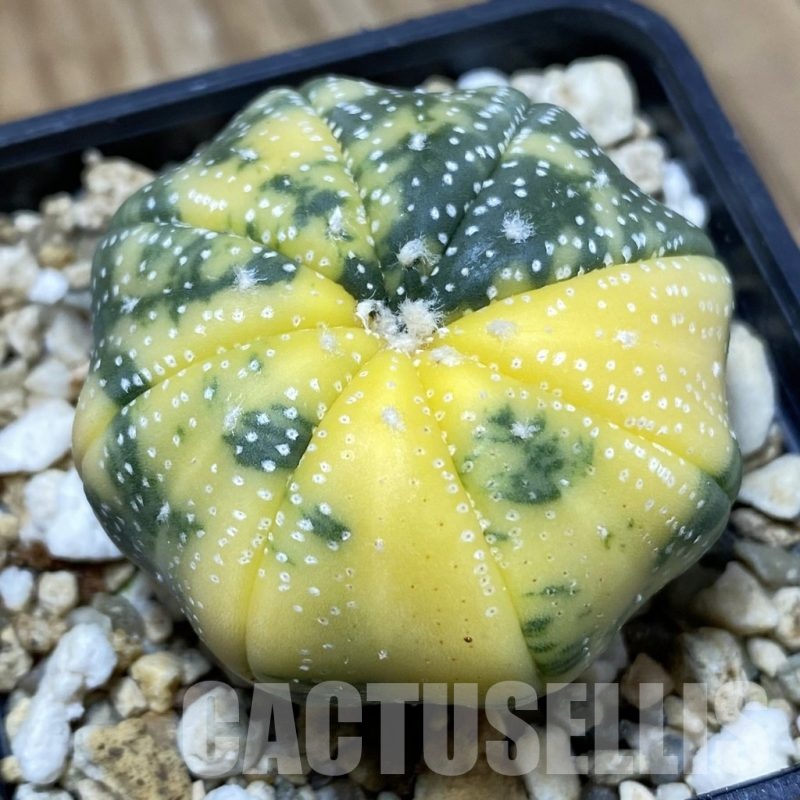 SH867 Astrophytum asterias ‘Star Shape’ f. variegata