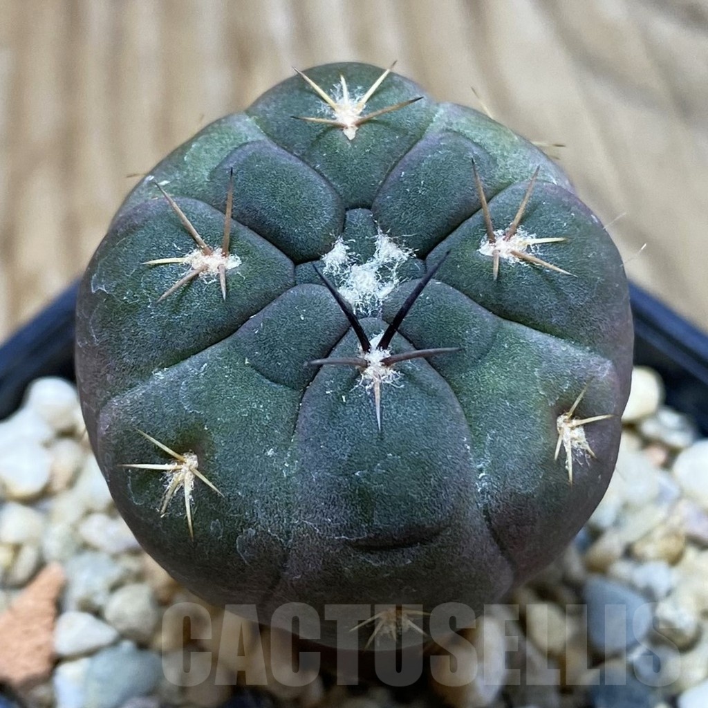 SH7516 Weingartia neumanniana ssp.dagmariana , seedling