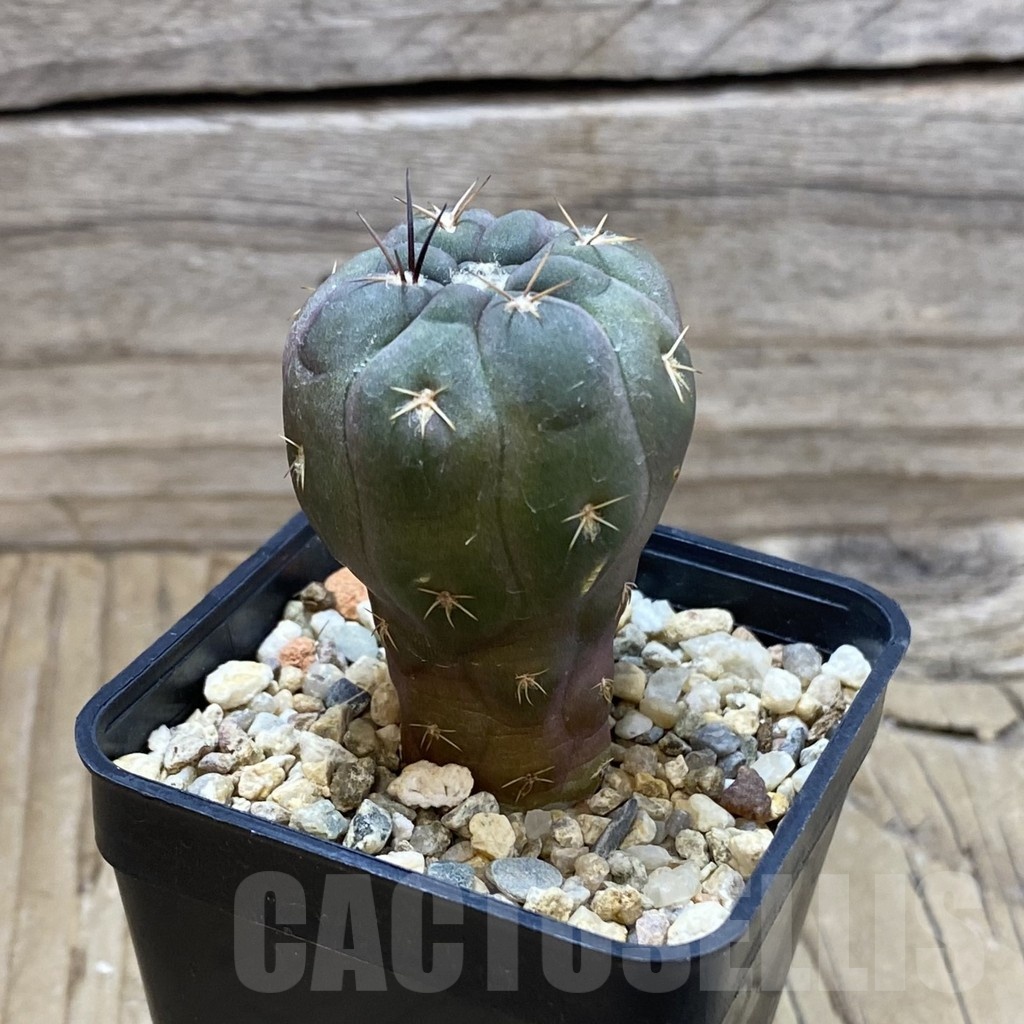 SH7516 Weingartia neumanniana ssp.dagmariana , seedling - Image 2