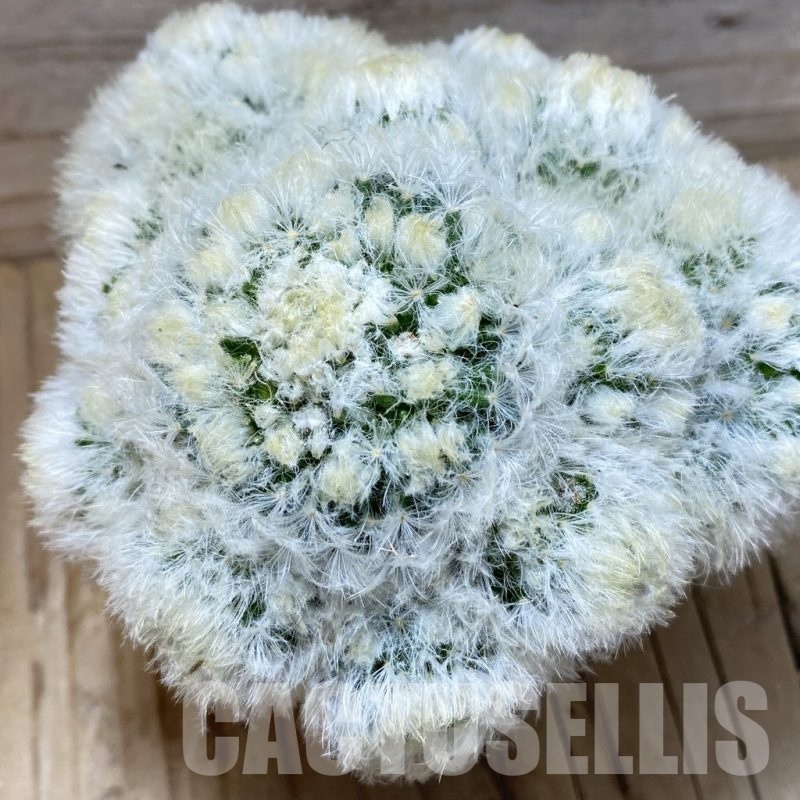 SH1915 Mammillaria plumosa