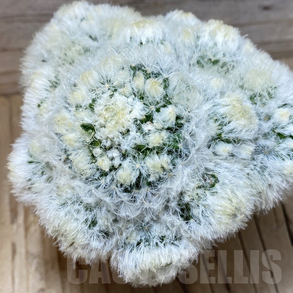 SH1915 Mammillaria plumosa hybrid
