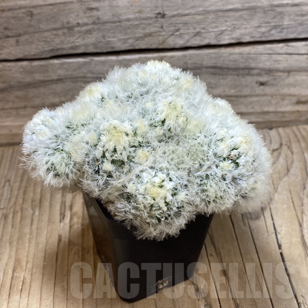 SH1915 Mammillaria plumosa hybrid - Image 2