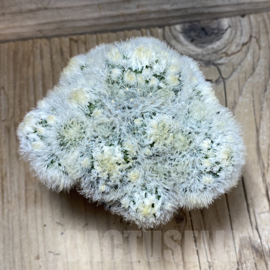 SH1915 Mammillaria plumosa hybrid - Image 3