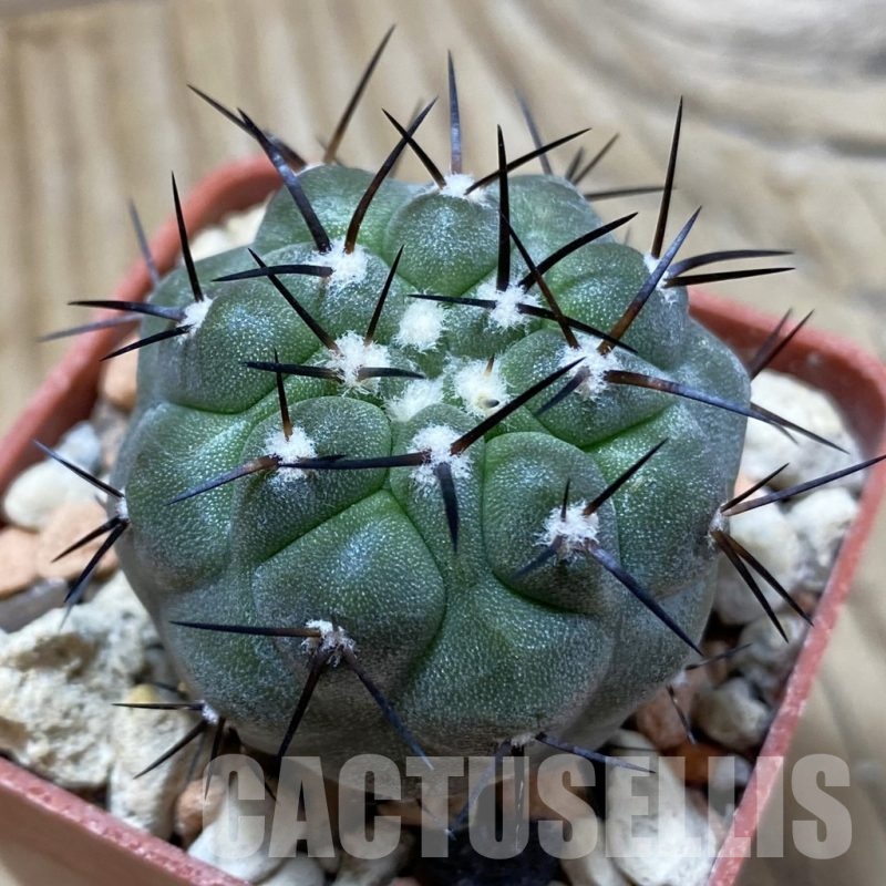 SH18428 Copiapoa cinerea PHA 2945