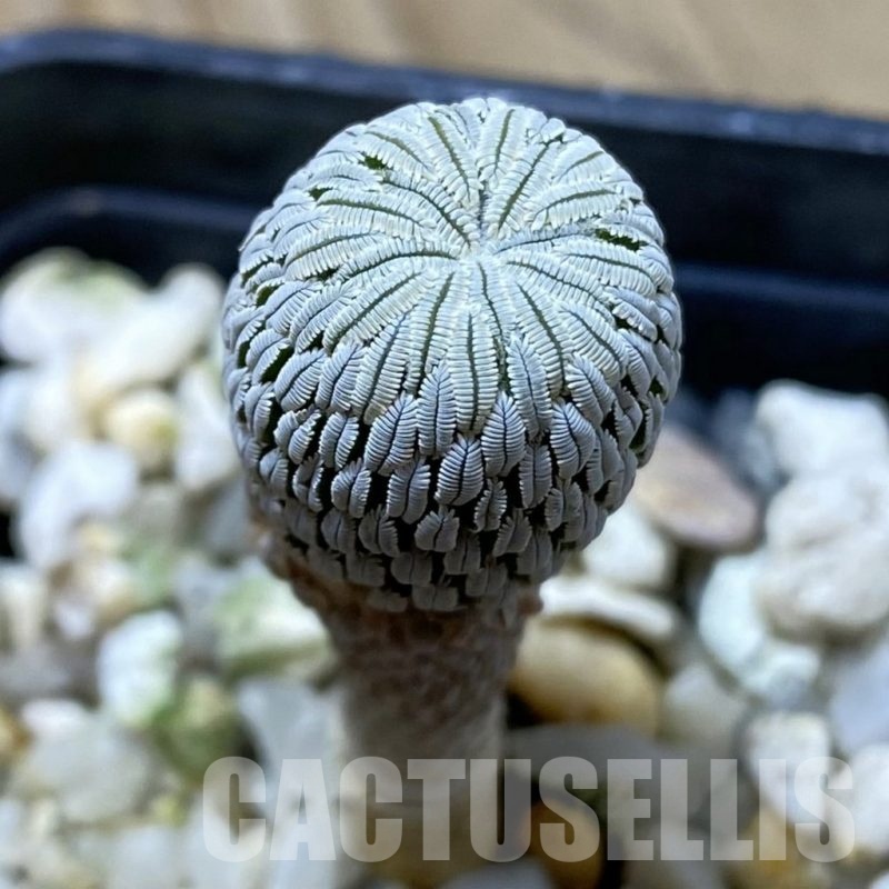 SH686 Pelecyphora aselliformis seedling , own roots