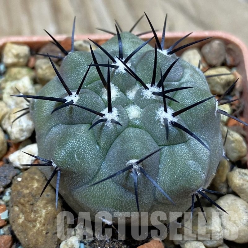 SH18432 Copiapoa cinerea PHA 2945