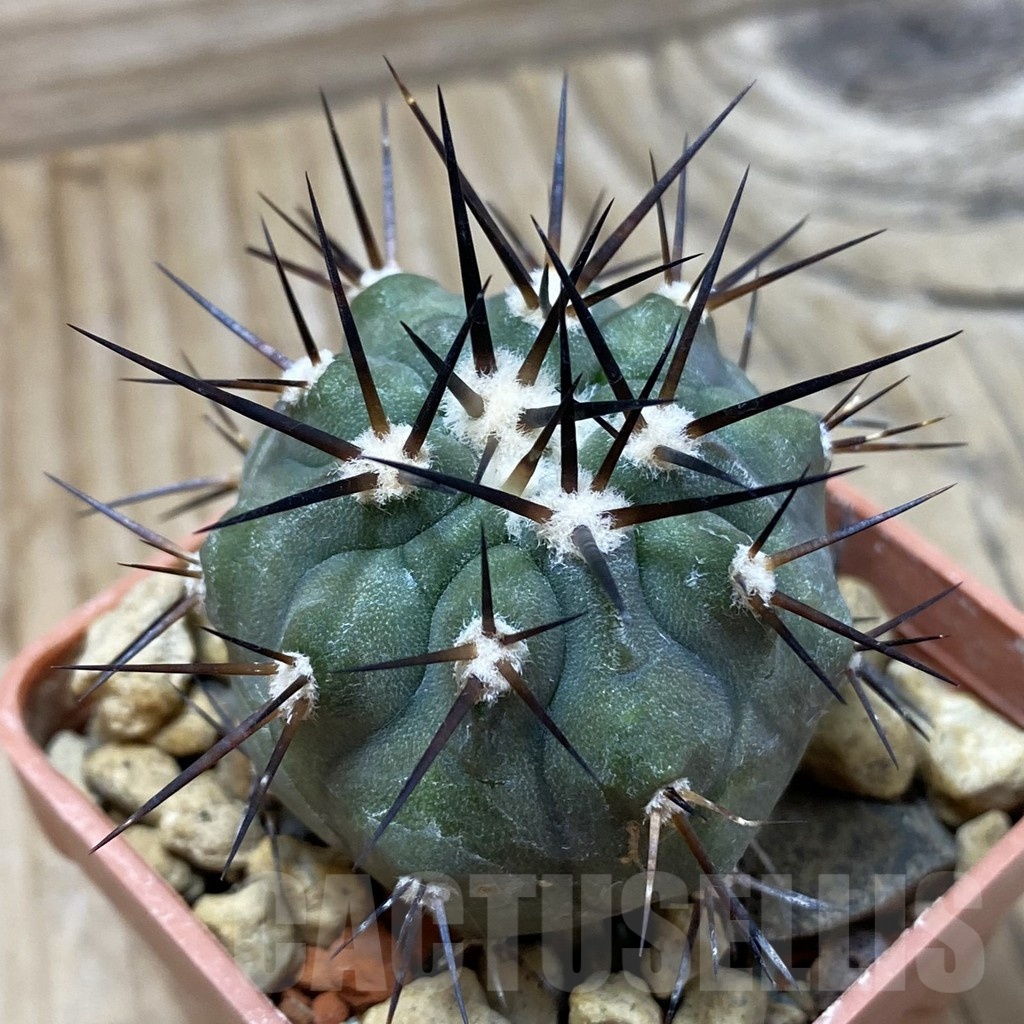SH18435 Copiapoa cinerea f. solitaria