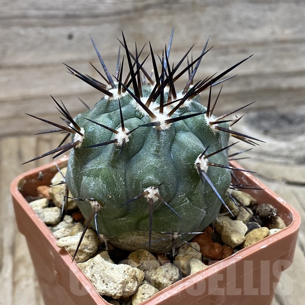 SH18435 Copiapoa cinerea f. solitaria - Зображення 2