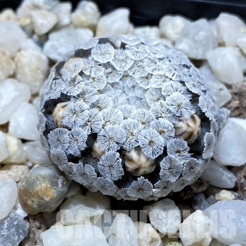 SH18510 Mammillaria breviplumosa GCG12500