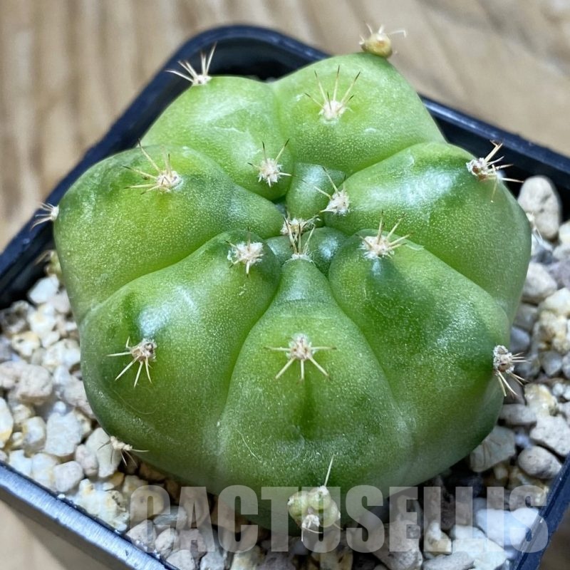 SH19529 Gymnocalycium mihanovichii ‘Green Marble’