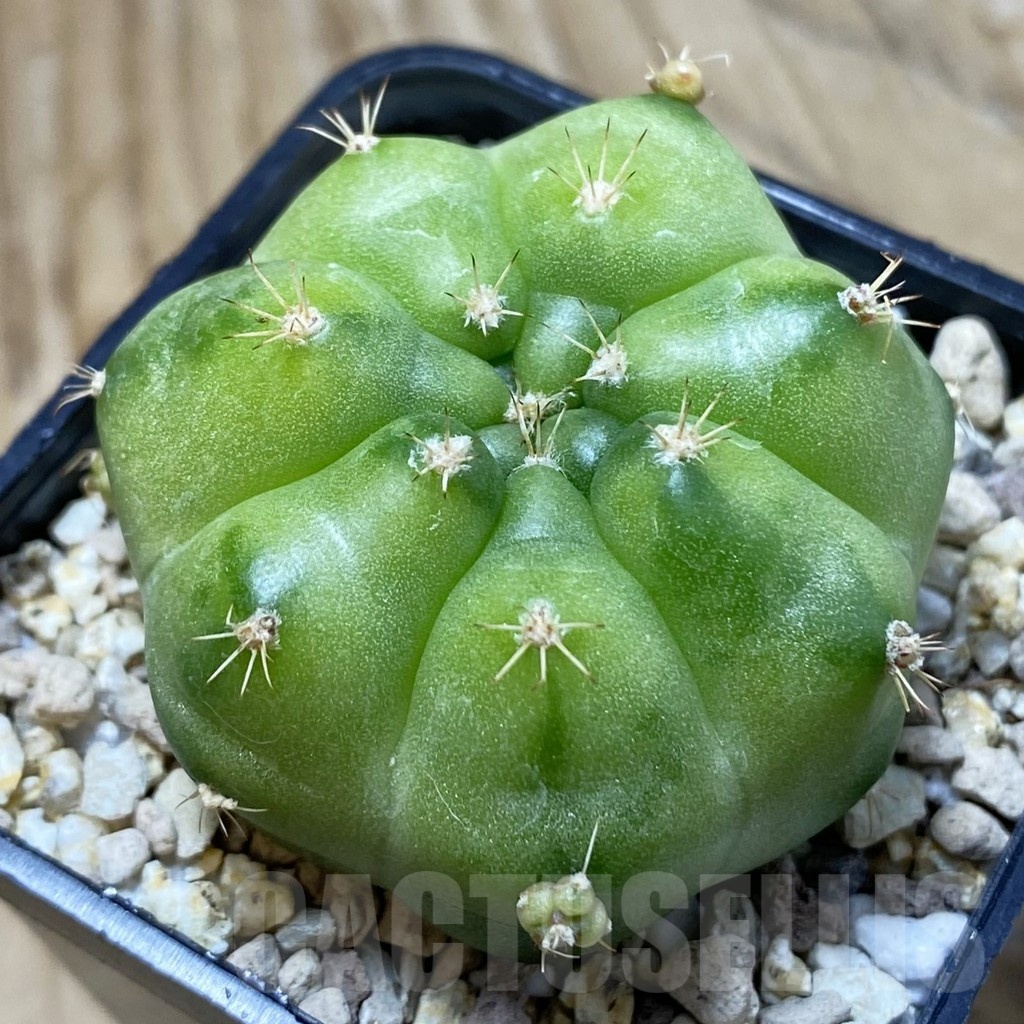 SH19529 Gymnocalycium mihanovichii ‘Green Marble’