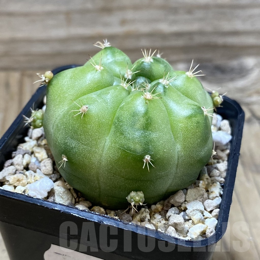 SH19529 Gymnocalycium mihanovichii ‘Green Marble’ - 画像 (2)