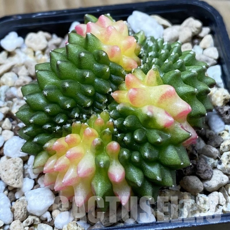 SH19539 Gymnocalycium mihanovichii ‘inermis’ f. cristata variegata