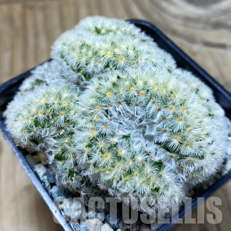 SH19725 Mammillaria carmenae f. cristata