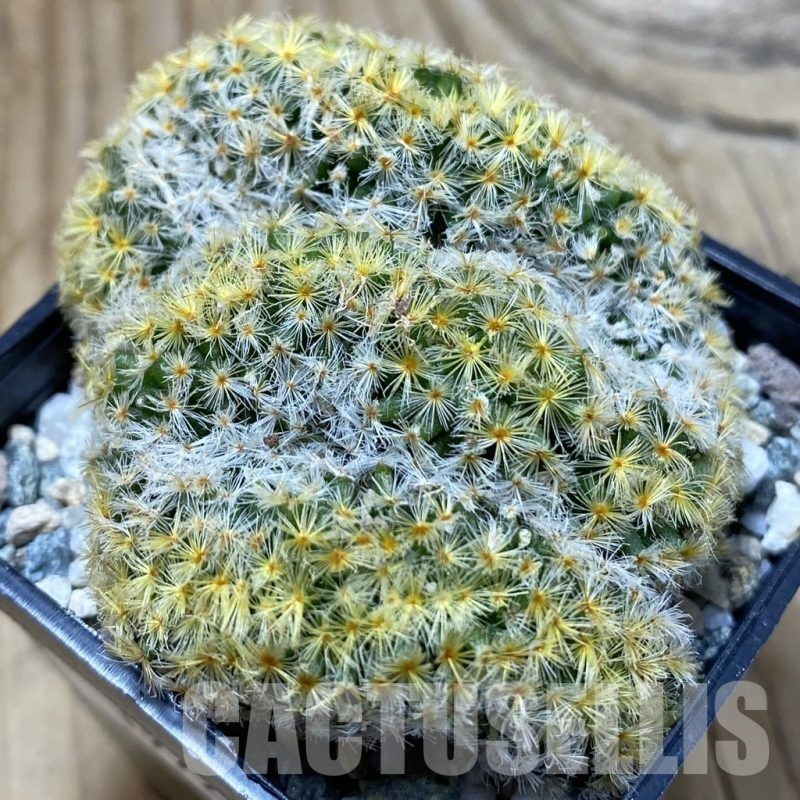 SH19726 Mammillaria schiedeana f. cristata